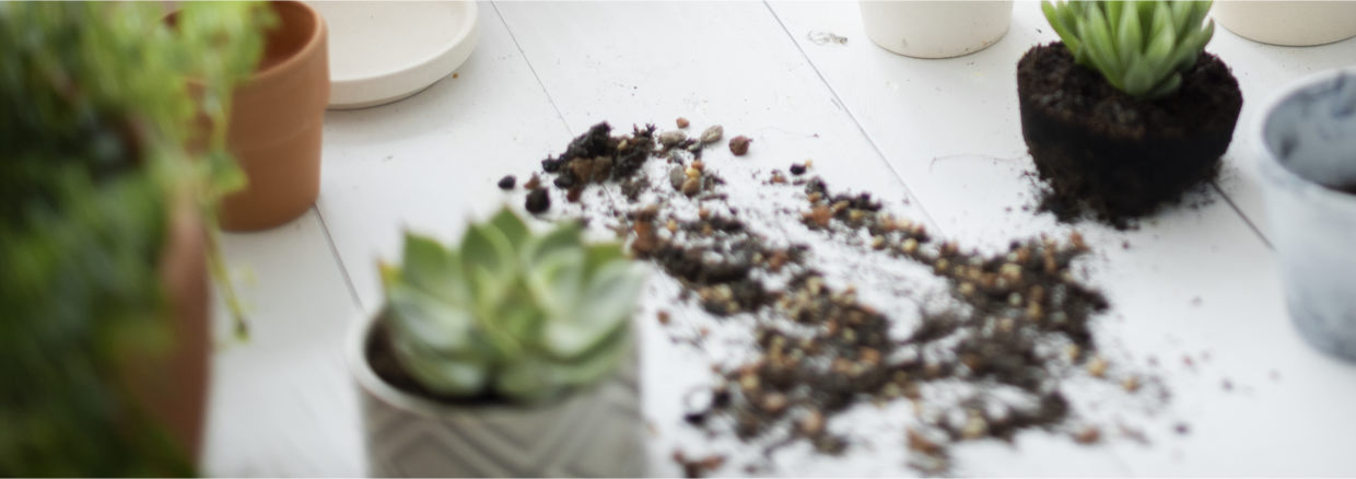 Professional plant nursery worker repotting a plant