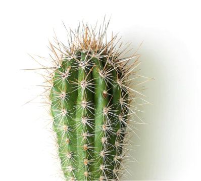 cactus property improvements